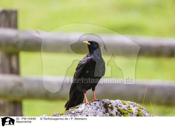 Alpendohle / alpine yellow-billed chough / PW-14946