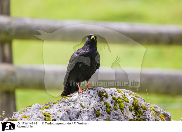 Alpendohle / alpine yellow-billed chough / PW-14948