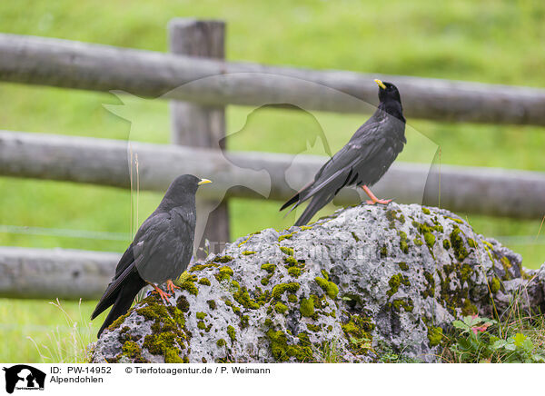 Alpendohlen / alpine yellow-billed chough / PW-14952