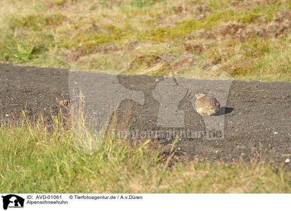 Alpenschneehuhn / AVD-01061