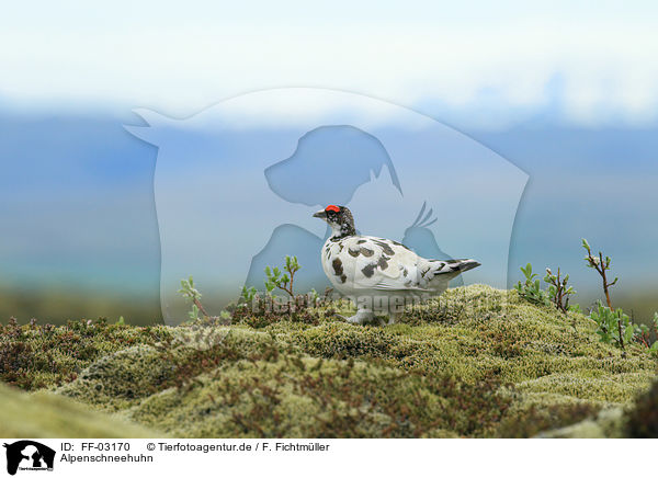 Alpenschneehuhn / FF-03170