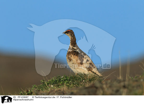 Alpenschneehuhn / snow chicken / FF-03687