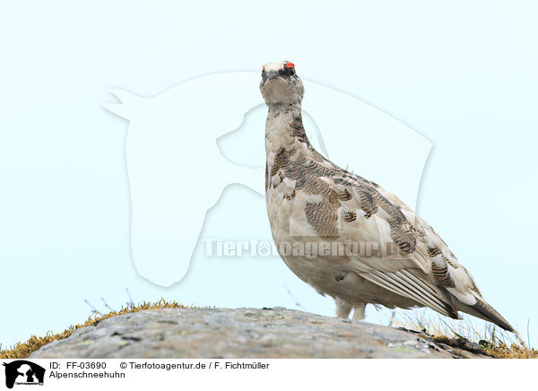 Alpenschneehuhn / FF-03690