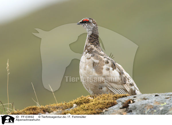 Alpenschneehuhn / snow chicken / FF-03692