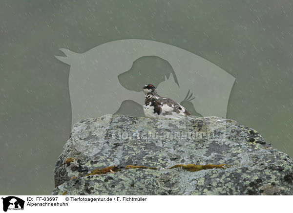 Alpenschneehuhn / FF-03697