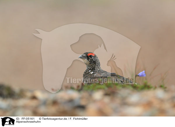 Alpenschneehuhn / snow chicken / FF-05161