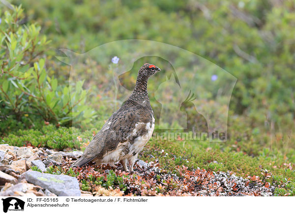Alpenschneehuhn / snow chicken / FF-05165