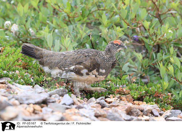 Alpenschneehuhn / FF-05167