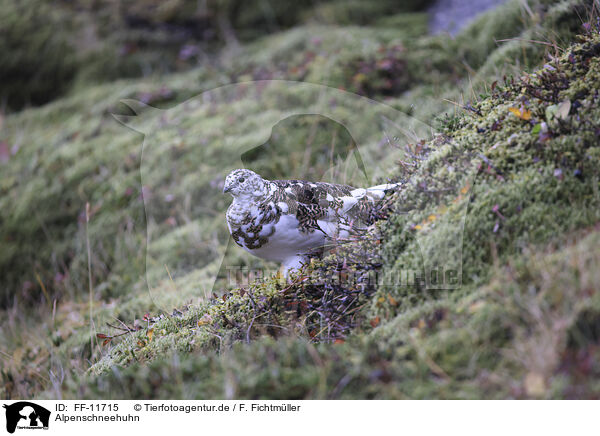 Alpenschneehuhn / snow chicken / FF-11715