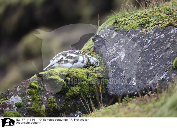 Alpenschneehuhn / snow chicken / FF-11716