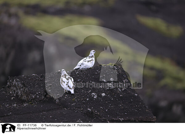 Alpenschneehhner / snow chicken / FF-11736