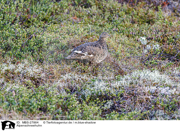 Alpenschneehuhn / snow chicken / MBS-27864