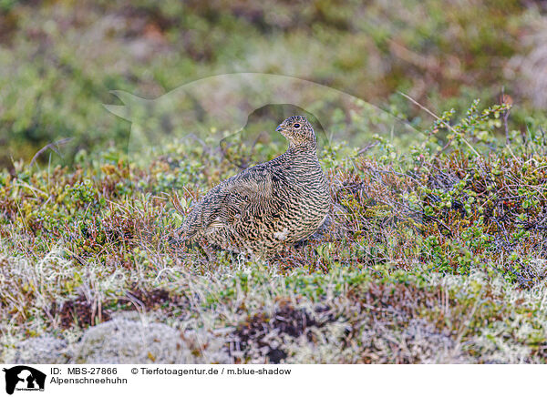 Alpenschneehuhn / snow chicken / MBS-27866