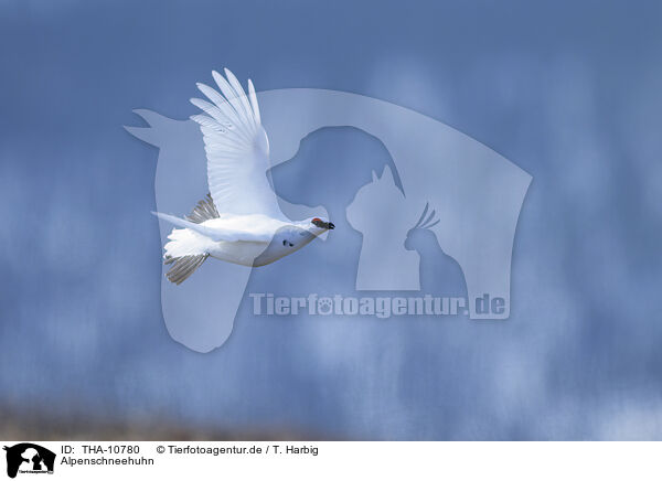 Alpenschneehuhn / snow chicken / THA-10780