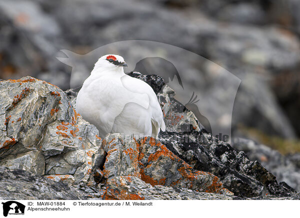 Alpenschneehuhn / snow chicken / MAW-01884