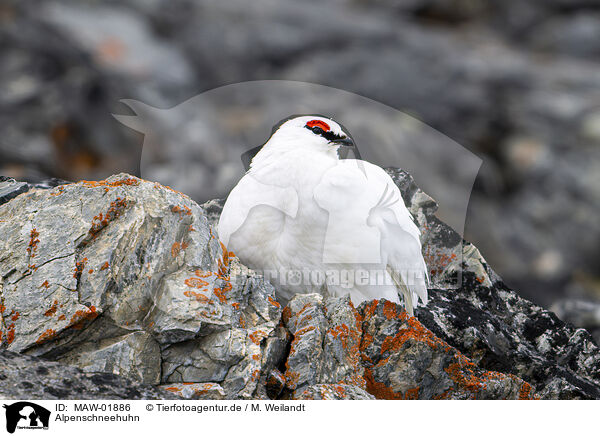 Alpenschneehuhn / snow chicken / MAW-01886