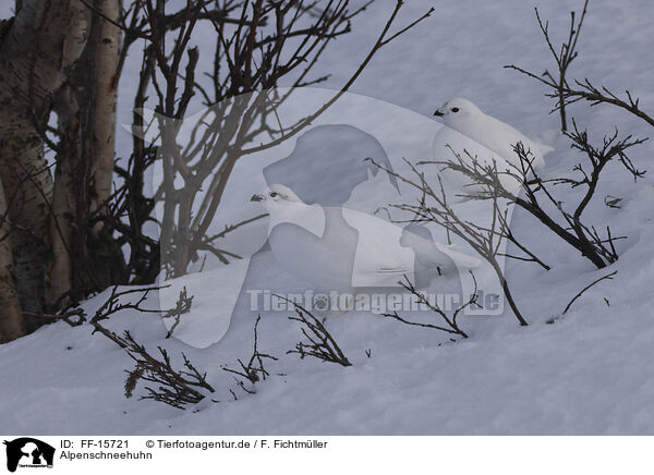 Alpenschneehuhn / FF-15721