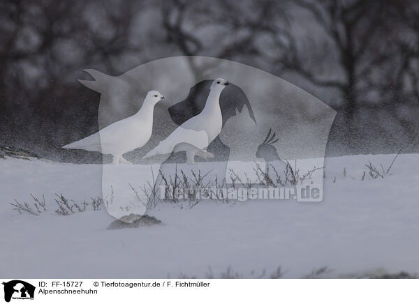 Alpenschneehuhn / ptarmigan / FF-15727