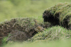 Alpenschneehuhn