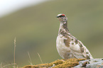 Alpenschneehuhn