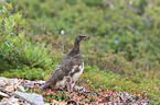 Alpenschneehuhn