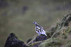 Alpenschneehuhn