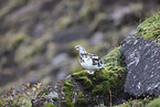 Alpenschneehuhn