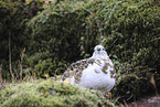 Alpenschneehuhn