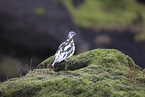 Alpenschneehuhn