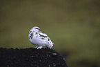 Alpenschneehuhn