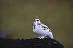 Alpenschneehuhn