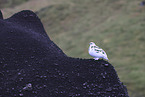 Alpenschneehuhn