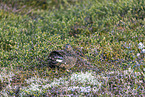 Alpenschneehuhn