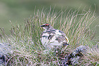 Alpenschneehuhn