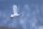 Alpenschneehuhn