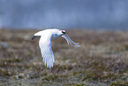 Alpenschneehuhn