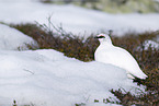 Alpenschneehuhn