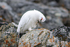 Alpenschneehuhn