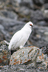 Alpenschneehuhn