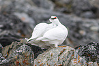 Alpenschneehuhn