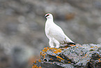 Alpenschneehuhn