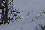 Alpenschneehuhn