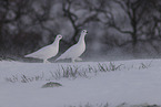 Alpenschneehuhn