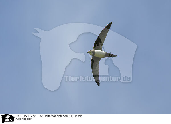 Alpensegler / alpine swift / THA-11258