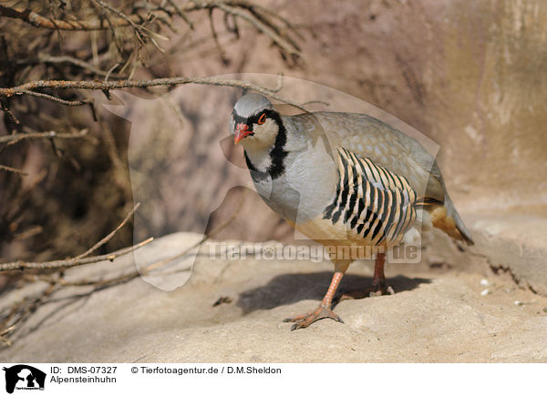 Alpensteinhuhn / rock partridge / DMS-07327