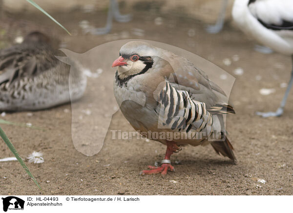 Alpensteinhuhn / rock partridge / HL-04493