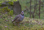 Alpensteinhuhn