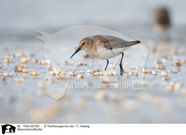 Alpenstrandlufer / Dunlin / THA-06750