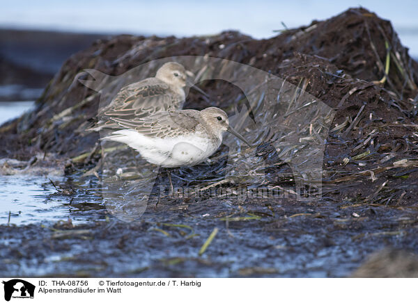 Alpenstrandlufer im Watt / Dunlin on the mudflats / THA-08756