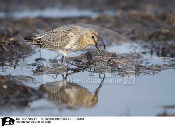 Alpenstrandlufer im Watt / Dunlin on the mudflats / THA-08854